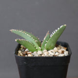 【DRAGON AGAVE】 麻花 EC2762