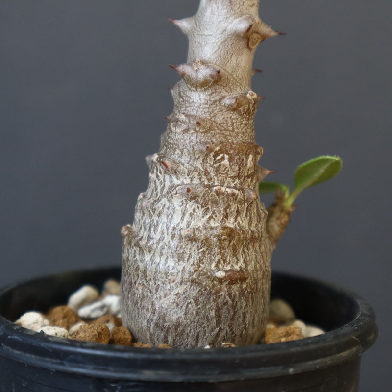 P.ウィンゾリー（実生）304