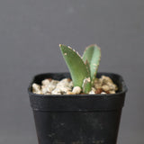 【DRAGON AGAVE】 麻花 EC2762