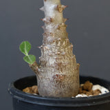 P.ウィンゾリー（実生）304