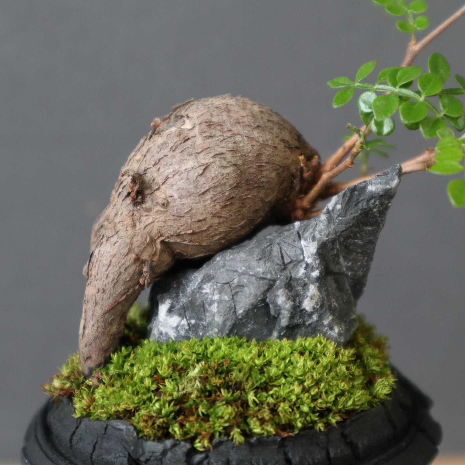 宮島將實陶器鉢】O.パキプス（根挿し）28 – TaiShoDo ONLINE SHOP