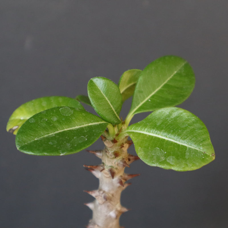 P.ウィンゾリー（実生）304