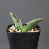 【DRAGON AGAVE】 麻花 EC2762