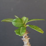 P.ウィンゾリー（実生）304