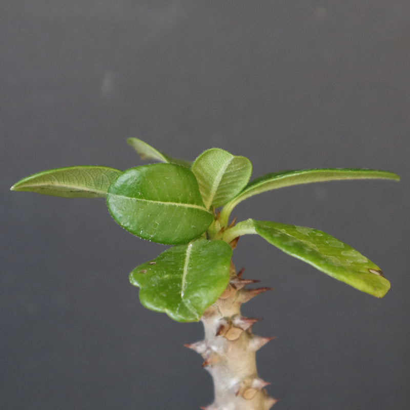 P.ウィンゾリー（実生）304