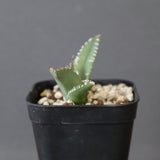 【DRAGON AGAVE】 麻花 EC2762