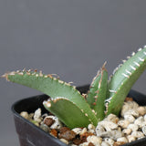 【DRAGON AGAVE】 麻花 EC2762