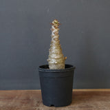 P.ウィンゾリー（実生）172