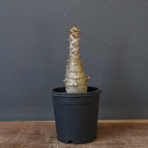 P.ウィンゾリー（実生）172