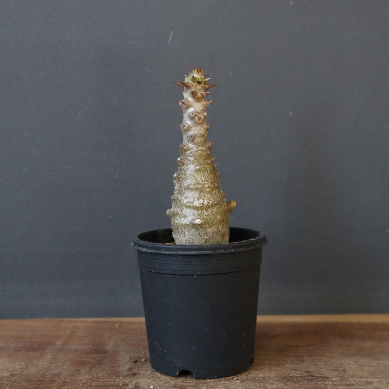 P.ウィンゾリー（実生）172