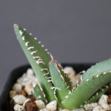 【DRAGON AGAVE】 麻花 EC2762