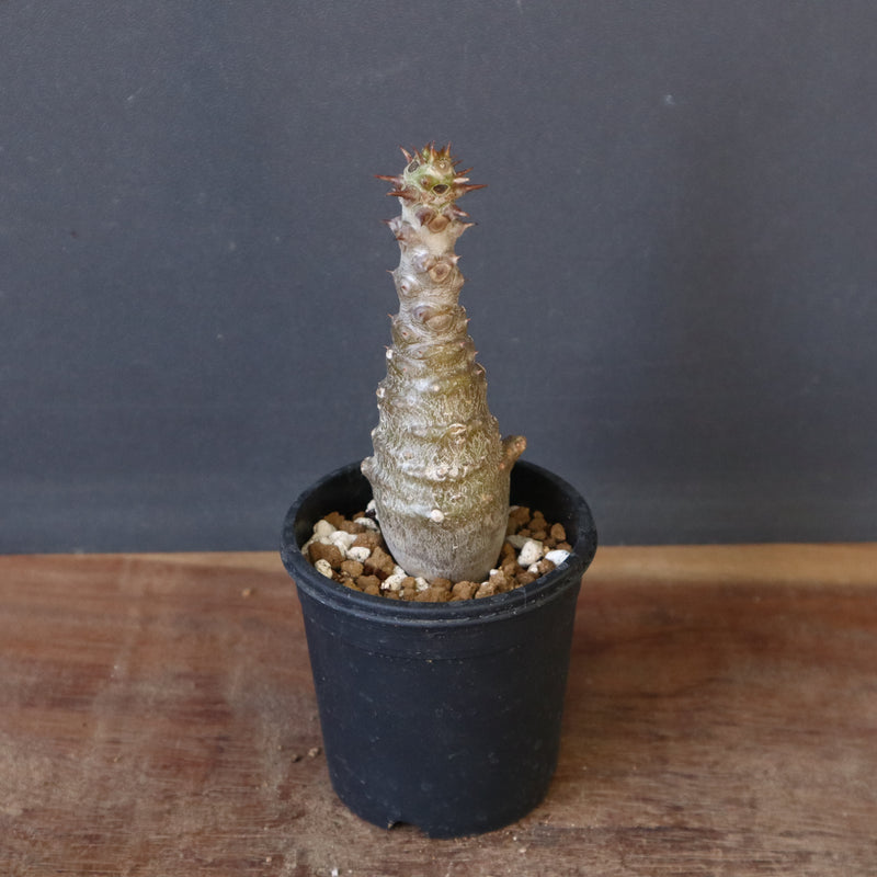 P.ウィンゾリー（実生）172