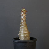 P.ウィンゾリー（実生）172