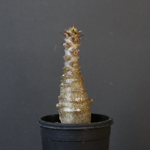 P.ウィンゾリー（実生）172