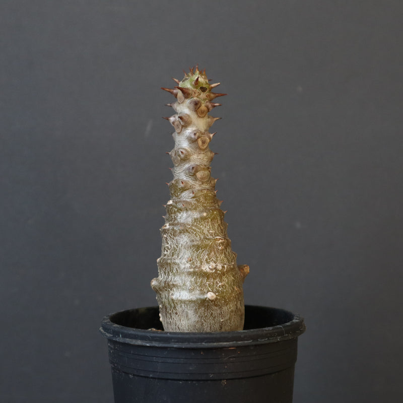 P.ウィンゾリー（実生）172