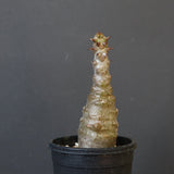 P.ウィンゾリー（実生）172