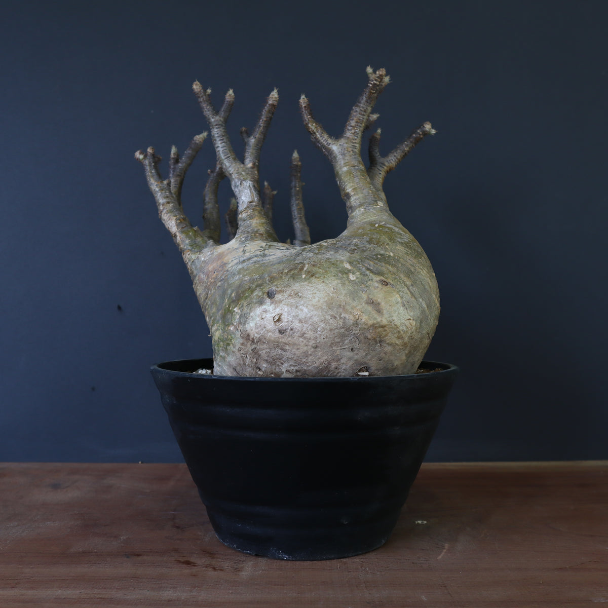 塊根植物 – 7ページ目 – TaiShoDo ONLINE SHOP 塊根植物 – 7ページ目 – TaiShoDo ONLINE SHOP