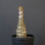 P.ウィンゾリー（実生）172