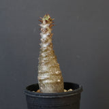 P.ウィンゾリー（実生）172