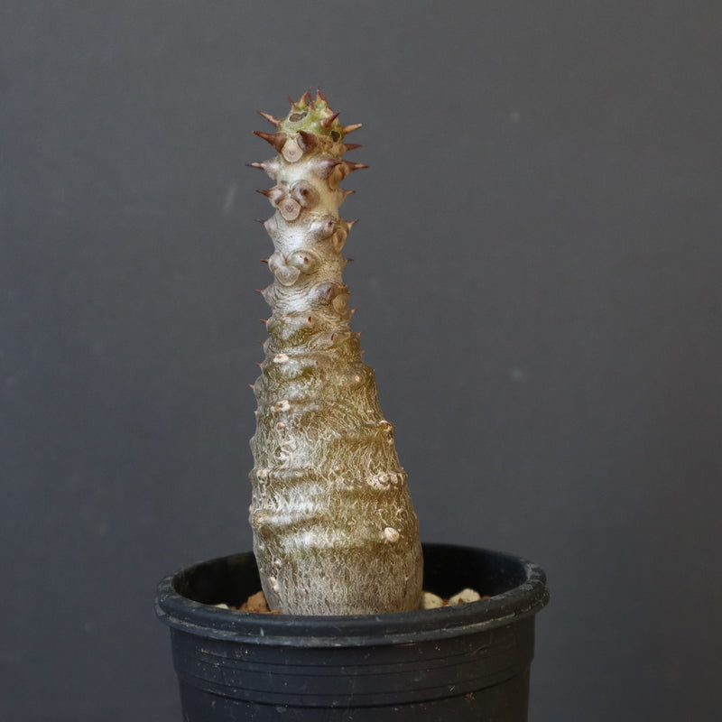 P.ウィンゾリー（実生）172