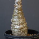 P.ウィンゾリー（実生）172