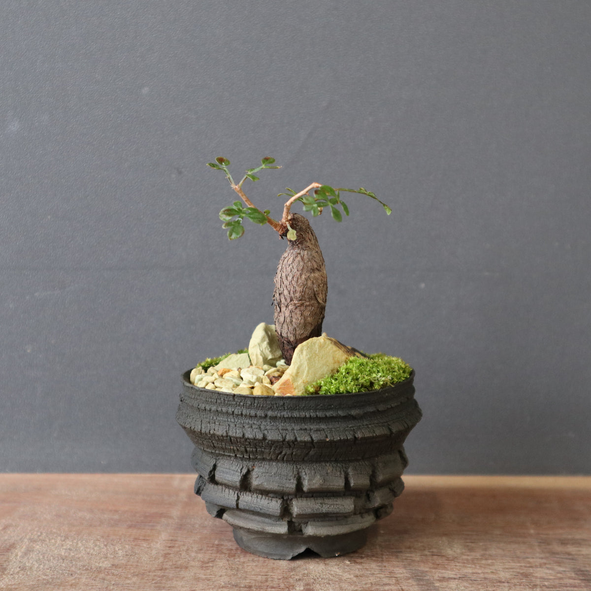 TaiShoDo ONLINE SHOP 塊根植物 多肉植物通販