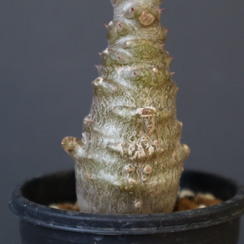 P.ウィンゾリー（実生）172