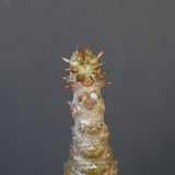 P.ウィンゾリー（実生）172