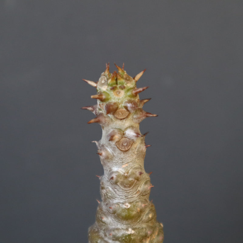 P.ウィンゾリー（実生）172