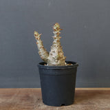 P.ウィンゾリー（実生）245