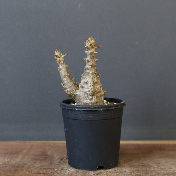 P.ウィンゾリー（実生）245