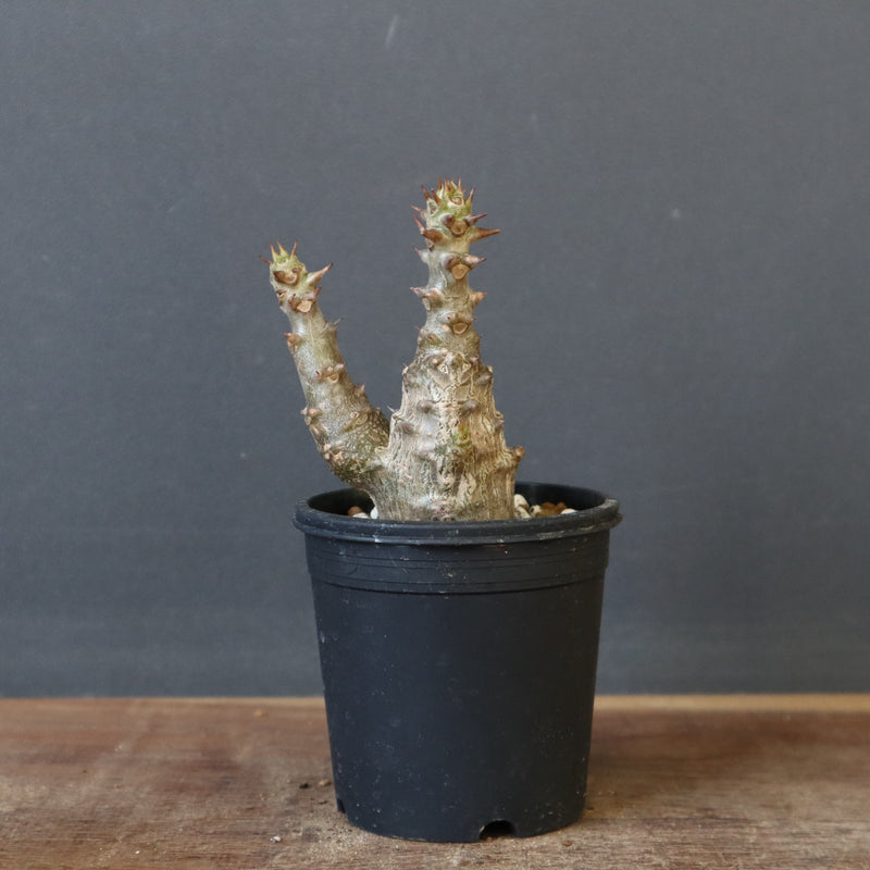 P.ウィンゾリー（実生）245