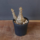 P.ウィンゾリー（実生）245