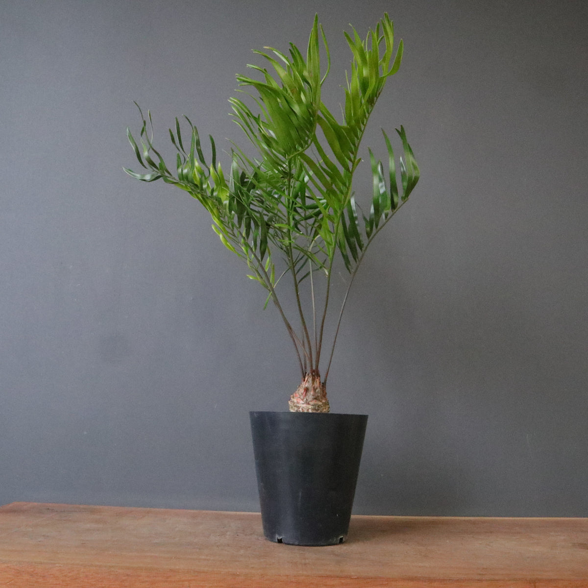 ソテツ – TaiShoDo ONLINE SHOP