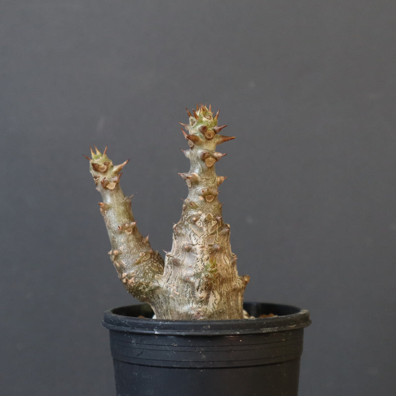 P.ウィンゾリー（実生）245