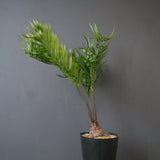 ザミア・フロリダーナ EC1696