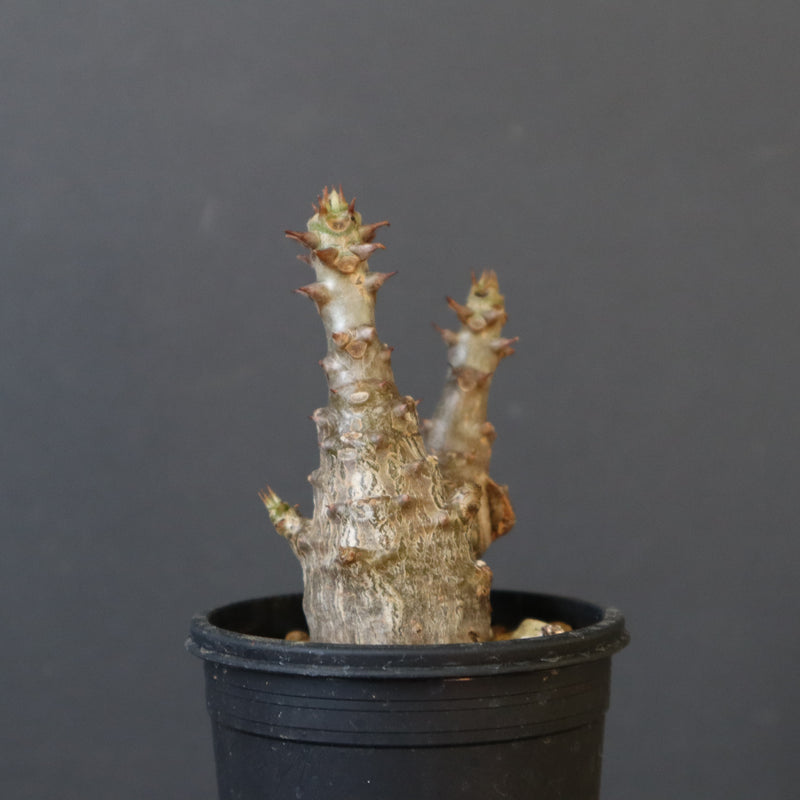 P.ウィンゾリー（実生）245