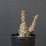 P.ウィンゾリー（実生）245