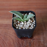 【DRAGON AGAVE】 麻花 EC2762