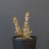 P.ウィンゾリー（実生）245