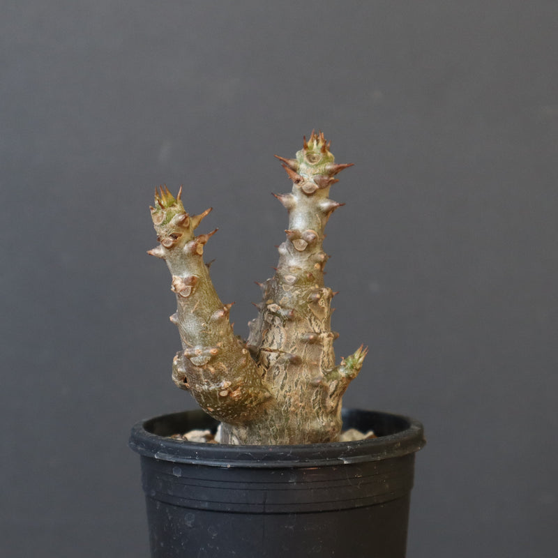 P.ウィンゾリー（実生）245