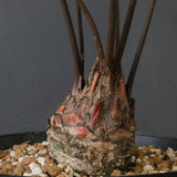 ザミア・フロリダーナ EC1696