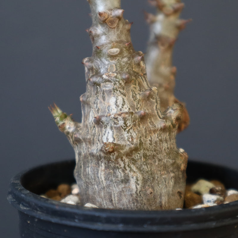 P.ウィンゾリー（実生）245