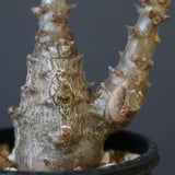 P.ウィンゾリー（実生）245