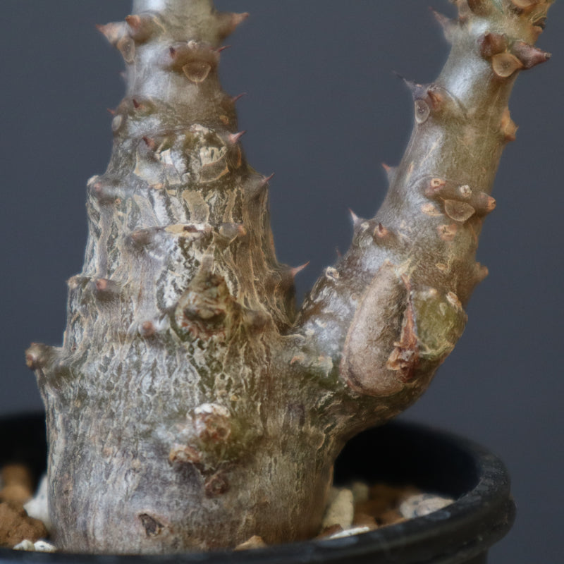 P.ウィンゾリー（実生）245