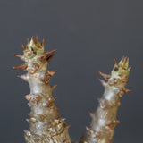 P.ウィンゾリー（実生）245