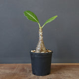 P.ウィンゾリー（実生）173