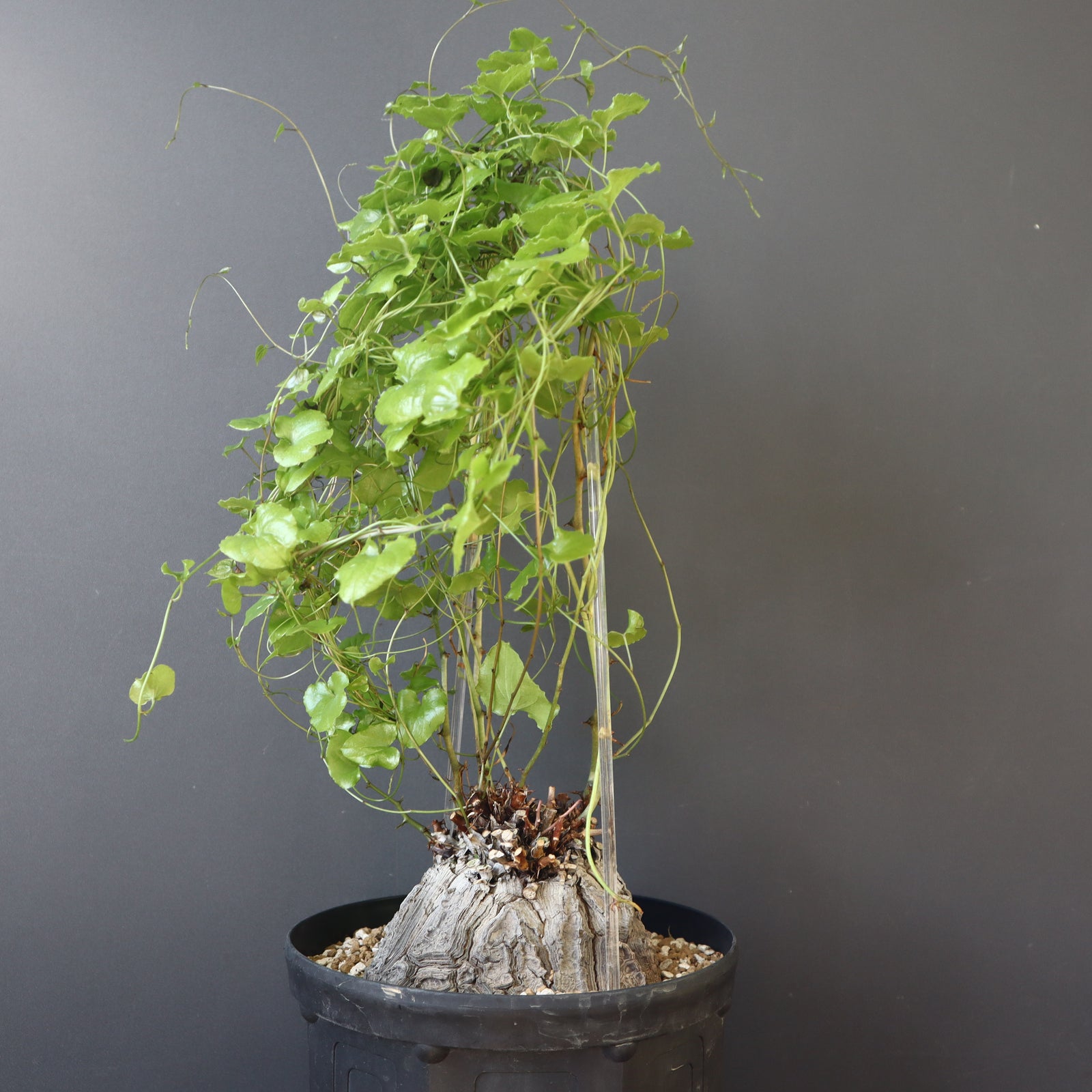 亀甲竜 EC971 – TaiShoDo ONLINE SHOP