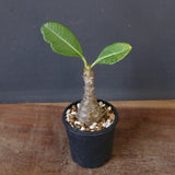 P.ウィンゾリー（実生）173