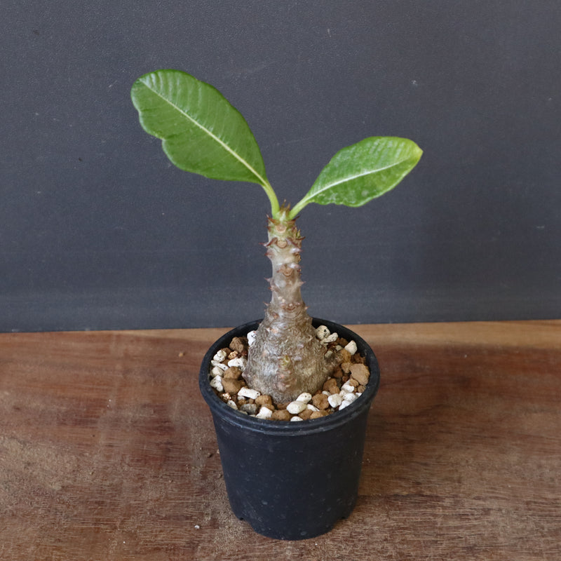 P.ウィンゾリー（実生）173